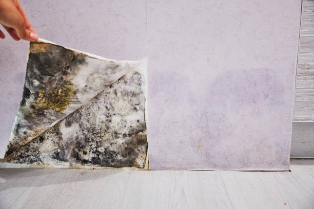 Fairfield Harbour, NC Mold Removal Company